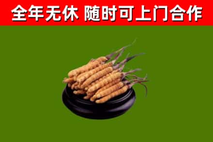 钟山回收散虫草