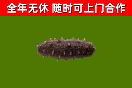 钟山回收海参干